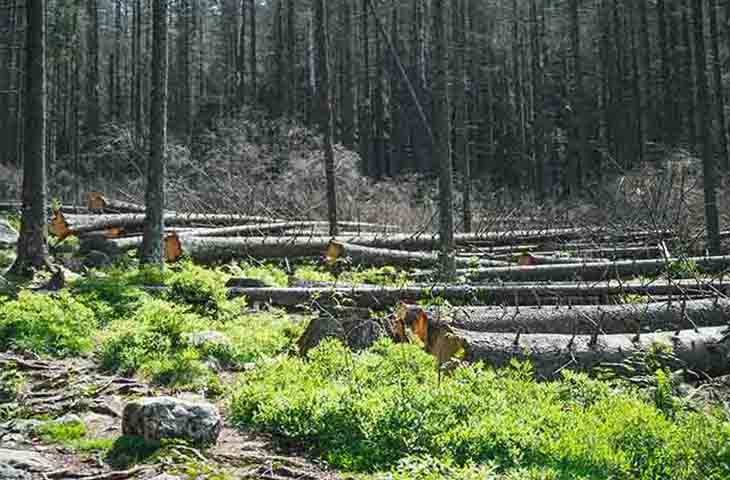 Deforestación