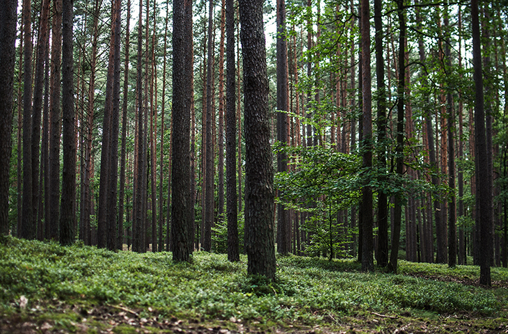 Los bosques